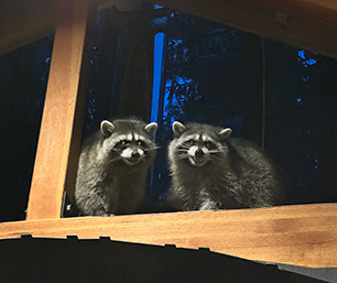 2 raccoons (309x257 starry night)