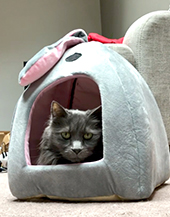 Willow in bunny tent (170x217)